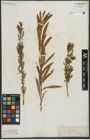Foto von Salix purpurea L. x Salix viminalis L.